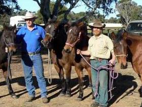 Coffin Bay Brumby Preservation Society Incorporated - Accommodation Mt Buller 0