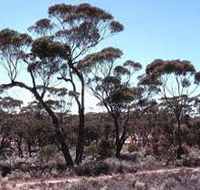 Clements Gap Conservation Park - Accommodation Mt Buller