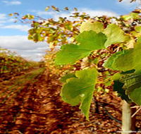 Mirabella Vineyards - Accommodation Mt Buller