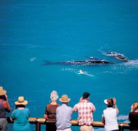 Whale Watching At Head Of Bight - Accommodation Mt Buller