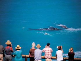 Whale Watching At Head Of Bight - Accommodation Mt Buller 0