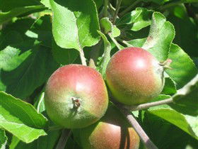 Sage Cooking School - Accommodation Mt Buller 0