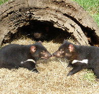 Wing's Wildlife Park - Accommodation Mt Buller