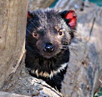 Trowunna Wildlife Sanctuary - Accommodation Mt Buller