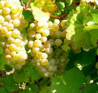 Winstead Vineyard - Accommodation Mt Buller