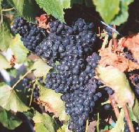 Darlington Vineyard - Accommodation Mt Buller