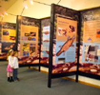Platypus Experience - Accommodation Mt Buller