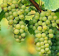 TP Vineyards - Accommodation Mt Buller