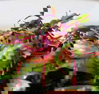 Courgette - Accommodation Mt Buller