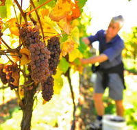 Native Point Wines - Accommodation Mt Buller