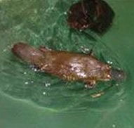 Platypus House - Accommodation Mt Buller