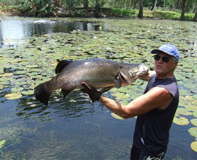Barra Feeding - Accommodation Mt Buller 0
