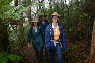 Mount Cougal, Springbrook National Park - Accommodation Mt Buller 0
