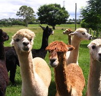 Banyandah Alpacas - Accommodation Mt Buller