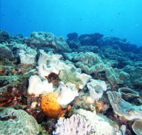 Mudjimba Old Woman Island Dive Site - Accommodation Mt Buller