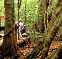 Mary Cairncross Scenic Reserve - Accommodation Mt Buller