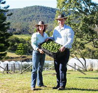 Hinterland Feijoas - Accommodation Mt Buller