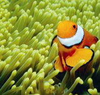 Cobia Hole Dive Site - Accommodation Mt Buller