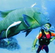 Turtle Bay Dive Site - Accommodation Mt Buller