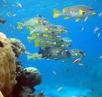 Coral Gardens Dive Site Flynn Reef - Accommodation Mt Buller