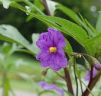 Alpha Native Flower Garden - Accommodation Mt Buller