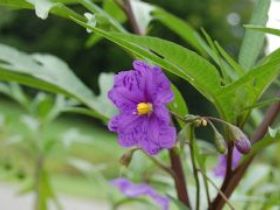 Alpha Native Flower Garden - Accommodation Mt Buller 0