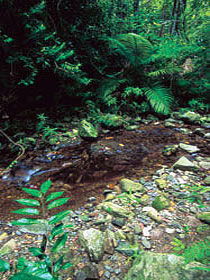Wompoo Walk - Accommodation Mt Buller 0