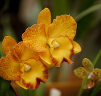 Queens Park - Orchid House - Accommodation Mt Buller