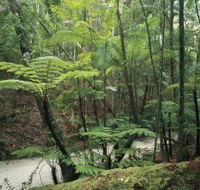 Fraser Island Great Walk - Accommodation Mt Buller