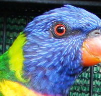 Fraser Coast Wildlife Sanctuary - Accommodation Mt Buller