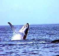 Whale Watching - Accommodation Mt Buller