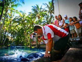 The Living Reef On Daydream Island - Accommodation Mt Buller 0