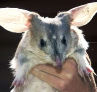 Charleville - Bilby Experience - Accommodation Mt Buller