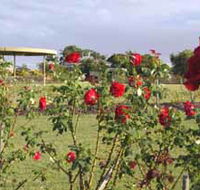 Elizabeth Park Rose Gardens - Accommodation Mt Buller