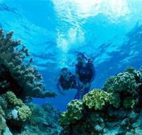 Coral Gardens Dive Site - Accommodation Mt Buller