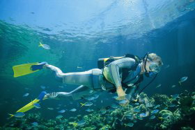 Manta Ray Bommie Dive Site - Accommodation Mt Buller 0