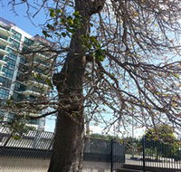 The Leichhardt Tree - Accommodation Mt Buller