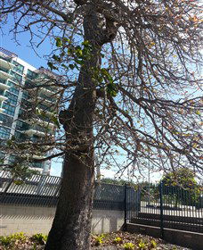 The Leichhardt Tree - Accommodation Mt Buller 0