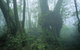 West Canungra Creek Circuit - thumb 0