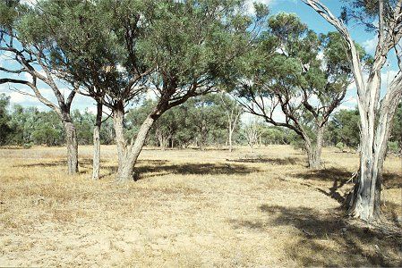 Forest Den National Park - Accommodation Mt Buller 0