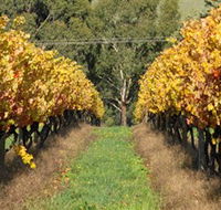 Wild Dog Winery  Restaurant - Accommodation Mt Buller