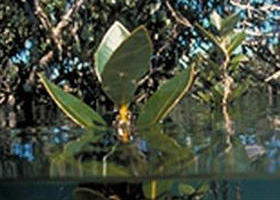 Jawbone Marine Sanctuary - Accommodation Mt Buller 0