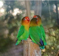 Ballarat Bird World - Accommodation Mt Buller