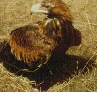 Long Forest Nature Conservation Reserve - Accommodation Mt Buller