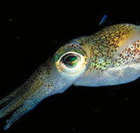 Corner Inlet Marine National Park - Accommodation Mt Buller