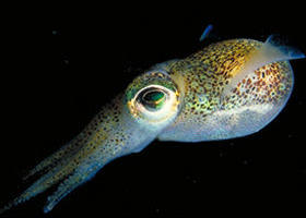 Corner Inlet Marine National Park - Accommodation Mt Buller 0