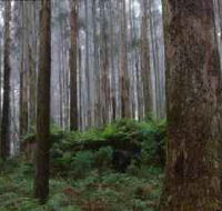 Kinglake National Park - Accommodation Mt Buller