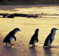Phillip Island Nature Park - Accommodation Mt Buller