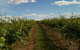 Chambers Rosewood Winery - thumb 0