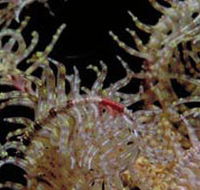 Point Danger Marine Sanctuary - Accommodation Mt Buller